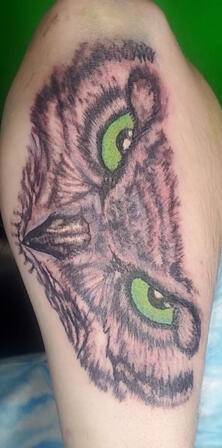 Owl Owl